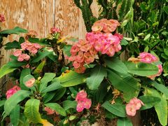 -北京植物园-展览温室