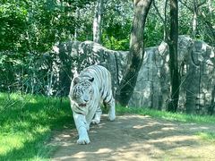 -北京野生动物园