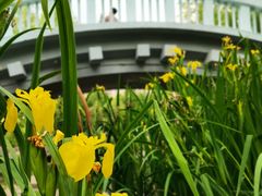 -新虹桥中心花园