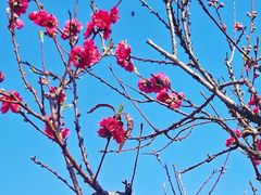 -南国桃园旅游度假区