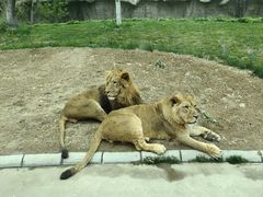 -北京野生动物园