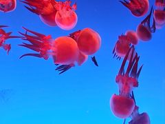 -上海海洋水族馆