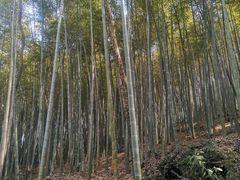 -上海佘山国家森林公园天马山园