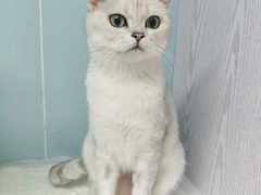 -纳吉亚猫专科动物医院·北北分院