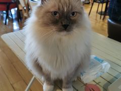 -Cappucimeow猫咪咖啡馆(韦伯时代店)