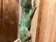 -上海大自然野生昆虫馆