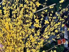 -循礼门鲜花花市(武汉循礼门店)