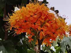 -蜀八婆鲍鱼鸡煲虾(宝安坪洲店)