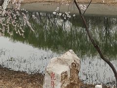 -桃花堤公园