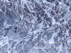 -群力丁香公园