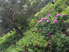 -黄村公园