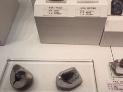 -天津自然博物馆