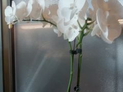 -蘇锦宴·淮扬菜烤鸭·小院(三元桥霄云路店)