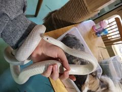 -藦茜花园宠物主题亲子互动体验馆(国顺东路店)