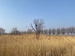 -野鸭湖国家湿地公园