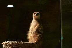 -酷嗒动物文化乐园(cutezoo西溪乐天城店)