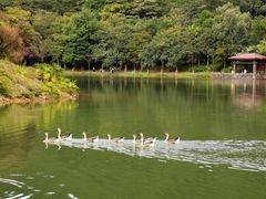 -广州白江湖森林公园