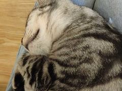 粘人的猫猫-萌喵咖啡屋(人民东路4号口M16商铺店)
