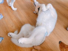 -Husky Go! 哈士奇体验馆·宠物咖啡厅狗咖