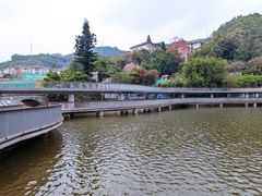 -银湖山郊野公园-相思林