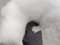 -猫力发电所·宠物专门店