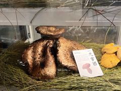 -滇野云南野生菌餐厅(陕西南路店)