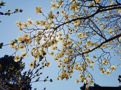 -大觉寺-停车场