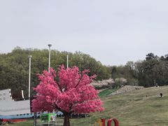 -吉林市朱雀山国家森林公园