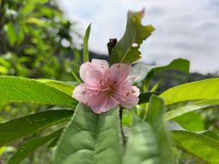 -南国桃园旅游度假区