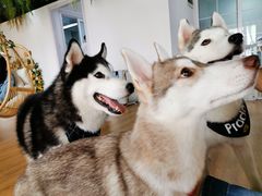 -Husky Go! 哈士奇体验馆·宠物咖啡厅狗咖