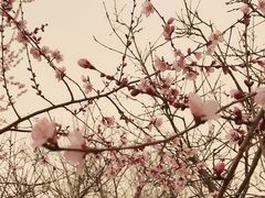 -桃花堤公园