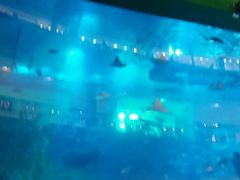 -迪拜水族馆及水下动物园