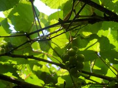 -鲁山国家森林公园