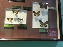 -上海昆虫博物馆