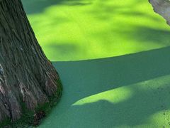 -渌洋湖湿地公园