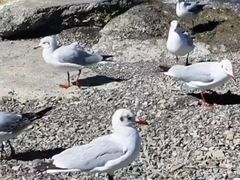-班公湖