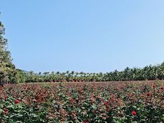 -亚龙湾国际玫瑰谷