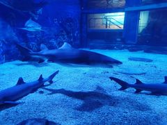 -成都浩海立方海洋公园