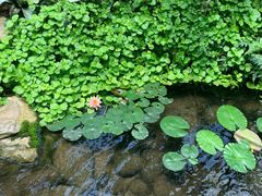 -南山植物园