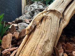 -酷以爬仙阁实体爬宠店·守宫·蜥蜴·专业繁育