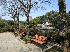 -金花茶公园