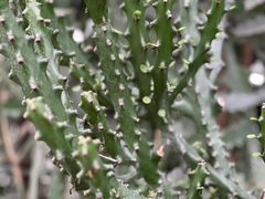 -北京植物园-展览温室