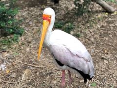 -广州长隆飞鸟乐园