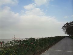 -上海滨江森林公园