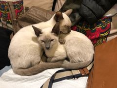 -more than meow吴止猫主题餐厅(承德 中船汇店)