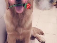 -八公叔叔宠物美容连锁(春申店)