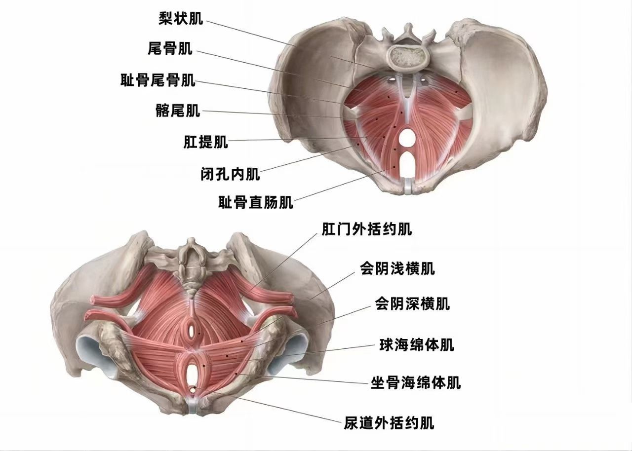 盆底肌的损伤
不是取决于你是顺产或剖
