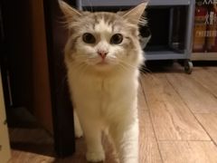 -more than meow吴止猫主题餐厅(承德 中船汇店)