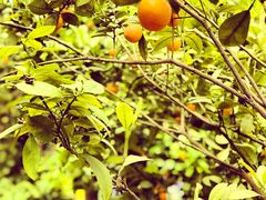 -南通洲际绿博园