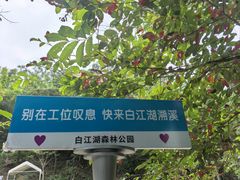 -广州白江湖森林公园